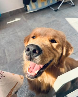 Golden Retriever Americano 100% per monta