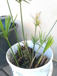 Piante aquatique : falso Papiro e menta aquatica 