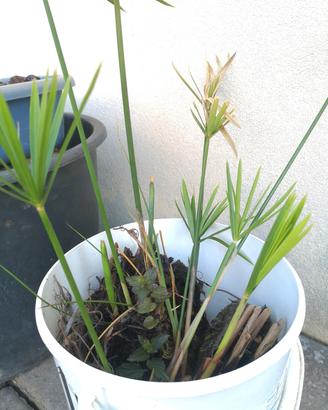 Piante aquatique : falso Papiro e menta aquatica 