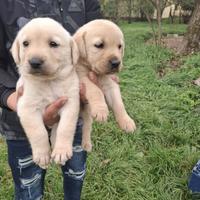 Cucciola Labrador femmina due mesi