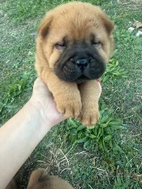 cuccioli incrocio sharpei e chow chow