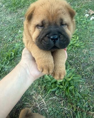 cuccioli incrocio sharpei e chow chow