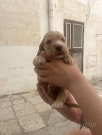 Cuccioli di Cocker Spaniel