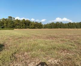 Terreno agricolo e boschetto