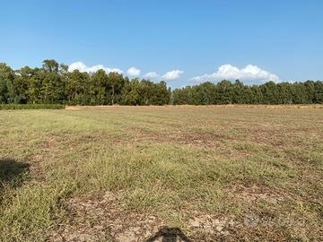 Terreno agricolo e boschetto