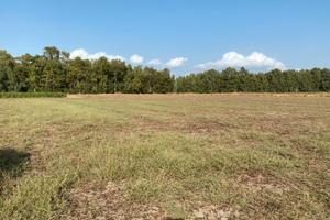 Terreno agricolo e boschetto