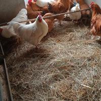 Polli Orpington e tacchini