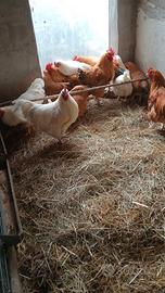 Polli Orpington e tacchini