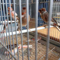 Canarini a r l e c c h i n o portoghese