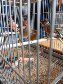 Canarini a r l e c c h i n o portoghese