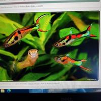 Endler Guppy Venezuelano