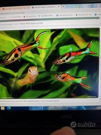 Endler Guppy Venezuelano