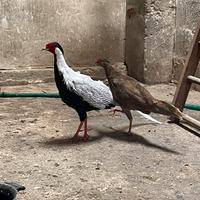 Galline galli