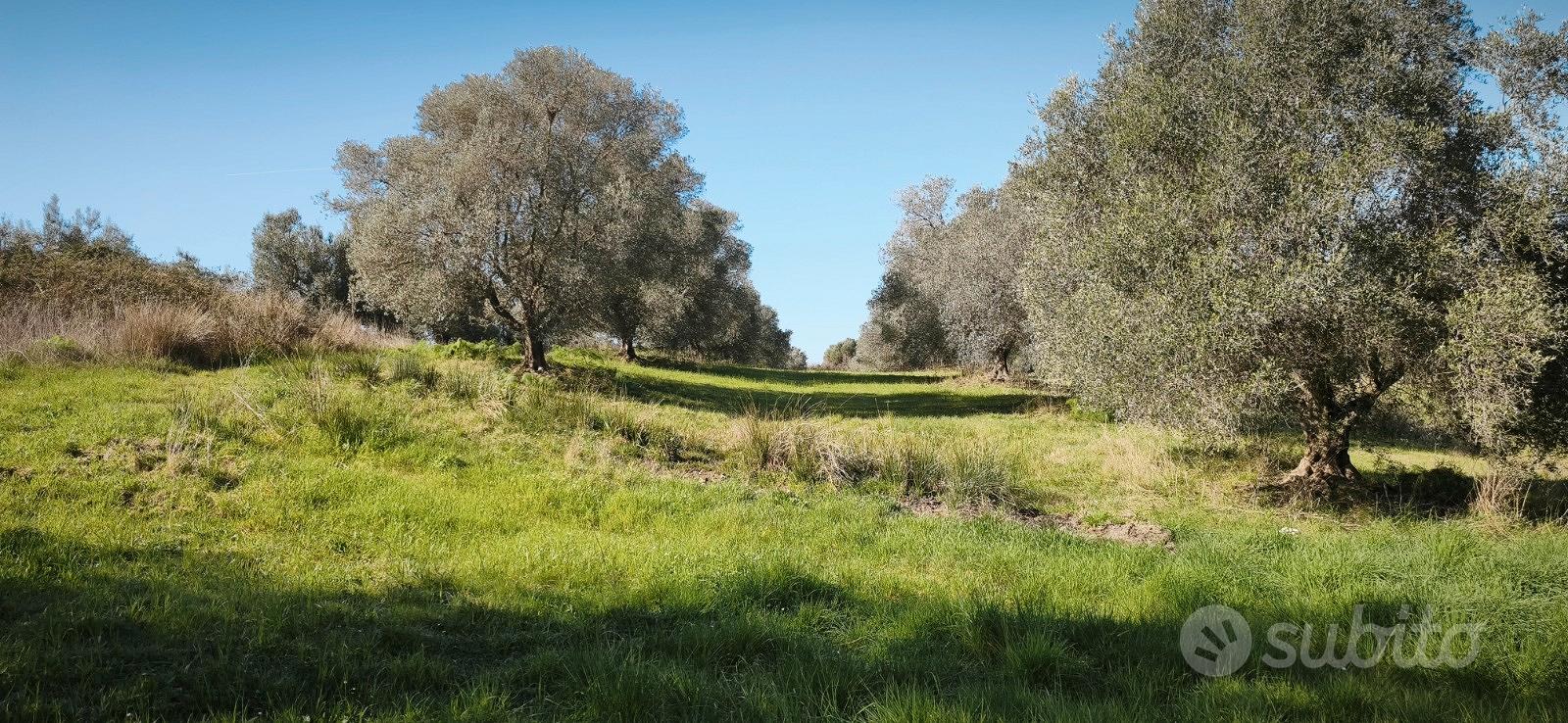 Terreni agricoli coltivati ad olivi - Vista 5