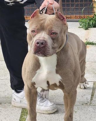 Pitbull maschio