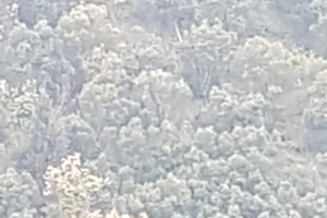 Cascina con uliveto e castagneto