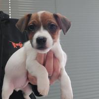 Jack russell terrier