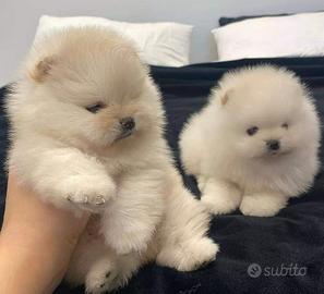 Pomerania nano