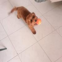 Barboncino red 4 mesi