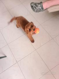 Barboncino red 4 mesi