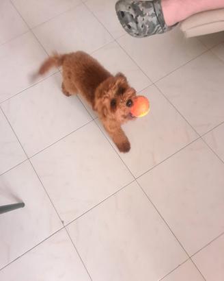 Barboncino red 4 mesi