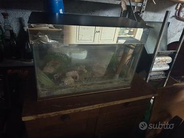 acquario 