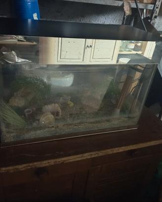 acquario 