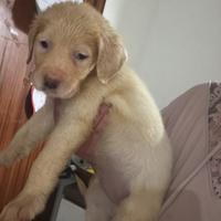 Cuccioli/corso/maremmano