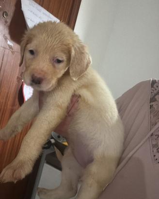 Cuccioli/corso/maremmano