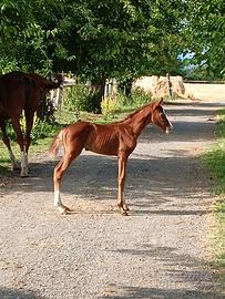 Puledra