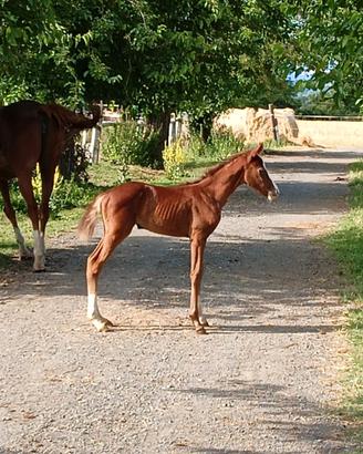 Puledra