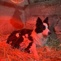 Cuccioli di border collie