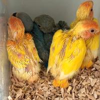 Inseparabili roseicollis pulli pappagalli