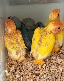 Inseparabili roseicollis pulli pappagalli