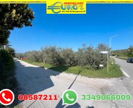 Terreno edificabile con uliveto