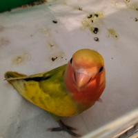 Uccelli
