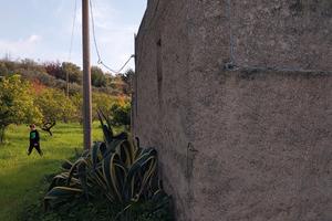 Uliveto/agrumeto con rustico e pozzo