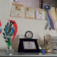 Canarini da canto Timbrado spagnolo