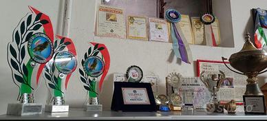 Canarini da canto Timbrado spagnolo