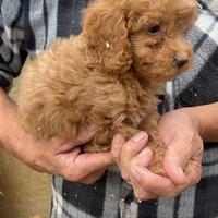Cuccioli di barboncino nano albicocca