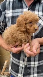 Cuccioli di barboncino nano albicocca