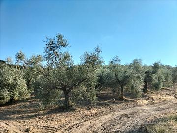 Oliveto Zona Cibottola (Piegaro, PG)