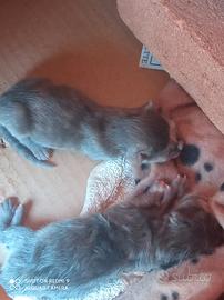 Gattini grigi ceccano
