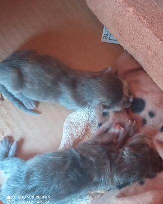 Gattini grigi ceccano