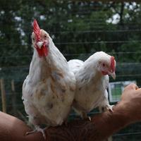 Coppia Marans Splash