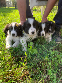 Border collie