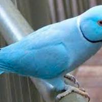 Parrocchetti dal collare blu 2025