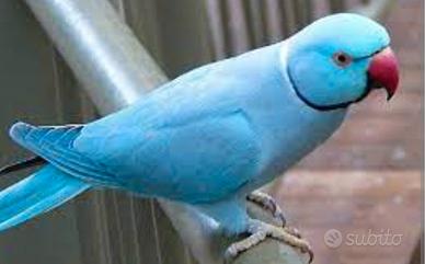 Parrocchetti dal collare blu 2025