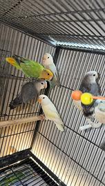 Pappagalli inseparabili