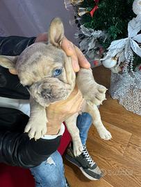 Bulldog Francese